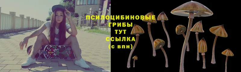 как найти   Болгар  Галлюциногенные грибы Psilocybe 